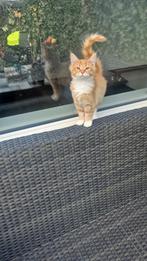 Laatste mainecoon meisje mag verhuizen, Poes