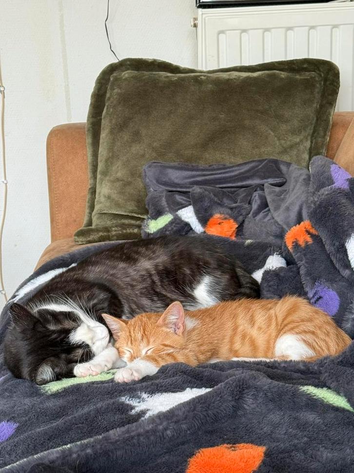 Europeese korthaar 4m zoekt zijn gouden mandje, Dieren en Toebehoren, Katten en Kittens | Raskatten | Korthaar, Kater, 0 tot 2 jaar