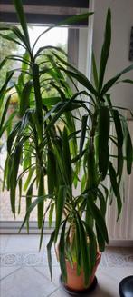 Yucca 205 cm hoog en 90 cm breed, Ophalen, Halfschaduw, 200 cm of meer