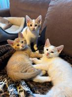 Kittens. Laatste kitten!, Dieren en Toebehoren, Katten en Kittens | Overige Katten, Meerdere dieren