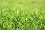 Grasveld of stuk grond gezocht, Dieren en Toebehoren, Stalling en Weidegang, Weidegang, 1 paard of pony