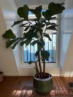 Ficus Lyrata vertakt - 175cm hoog, Ophalen, Ficus, Halfschaduw, 150 tot 200 cm