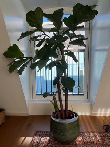Ficus Lyrata vertakt - 175cm hoog beschikbaar voor biedingen