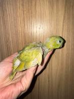 Catherina parkietje, Geslacht onbekend, Parkiet, Geringd