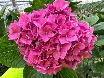 Grote hortensia’s donker roze beschikbaar voor biedingen