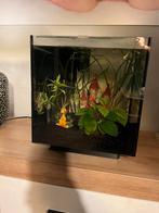 Aquarium qubic 30 startersset compleet! Superfish, viskom, Ophalen, Fish@super.nl, Superfish, Siperfish