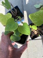Aristolochia, Ophalen, Overige soorten, Volle zon