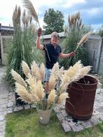Pampas pluimen - houdbaar bewerkt, Huis en Inrichting, Ophalen of Verzenden, Nieuw