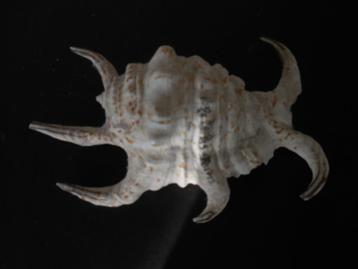 Grote Schelp beschikbaar voor biedingen