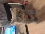 "Te koop: 2 katertjes, geboren op 29-06-2025. De kittens zij, Dieren en Toebehoren, Katten en Kittens | Raskatten | Korthaar, Kater