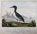 Antieke vogelprent Zeekoet 18e eeuw, Ophalen of Verzenden