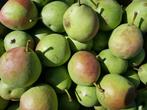 Stoofperen Saint Remy,   € 1,00 per kg, Ophalen