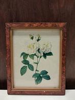 Vintage Rozen Print in Houten Lijst, Antiek en Kunst, Kunst | Schilderijen | Klassiek, Ophalen of Verzenden
