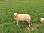 Dekram / snuffelram, Mannelijk, Schaap