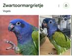 Gezocht 1-1 Pionus menstruus, zwartoor papegaai, Dieren en Toebehoren, Meerdere dieren, Papegaai, Geringd