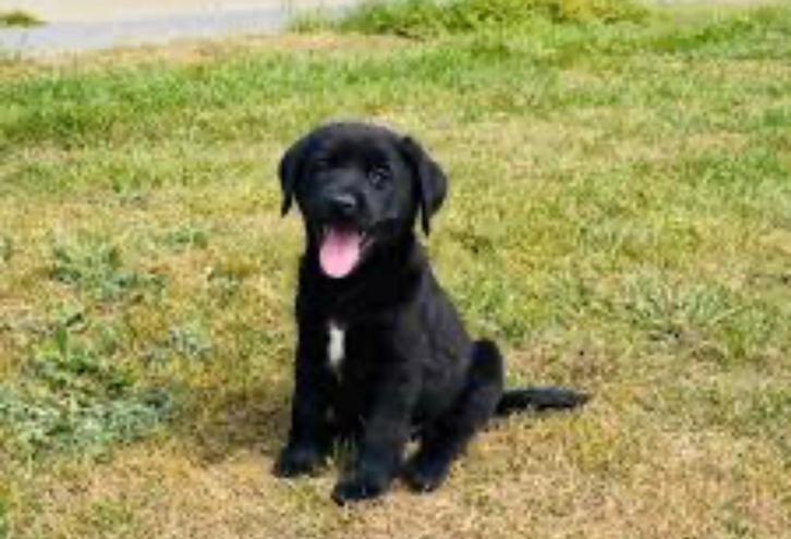 Gezocht; Kruising met Labrador of kruising met Friese Stabij, Dieren en Toebehoren, Honden | Retrievers, Spaniëls en Waterhonden