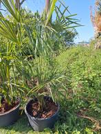Palmbomen winterhard, 100 tot 250 cm, Zomer, Palmboom, Ophalen