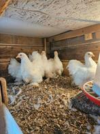 Cochin kriel wit hen kuikens, Dieren en Toebehoren, Pluimvee, Meerdere dieren, Kip