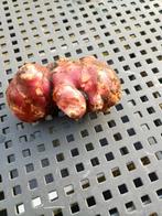 Aangeboden aardperen, Tuin en Terras, Ophalen of Verzenden, Volle zon