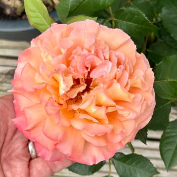 Luise Augusta rose bush in Ecken Antracite 40Ø pot beschikbaar voor biedingen