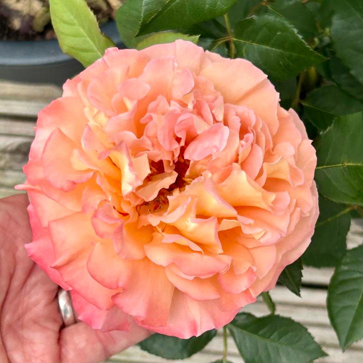 Luise Augusta rose bush in Ecken Antracite 40Ø pot, Tuin en Terras, Planten | Tuinplanten, Overige soorten, Volle zon, Ophalen