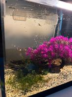 Baby guppy, Ophalen of Verzenden, Nieuw, Overige typen