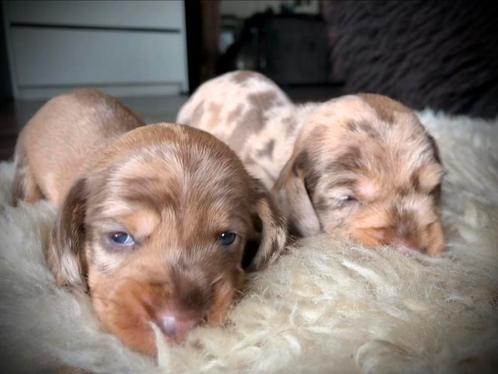 Ruwharige teckel pups, tiger, choco, kaninchen, Dieren en Toebehoren, Honden | Teckels en Dashonden, Meerdere dieren, Ruwhaar