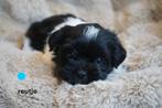 Leuke kleine boomer pups., Nederland, Overige rassen, 8 tot 15 weken, CDV (hondenziekte)