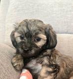 Super mooie gezonde boomer pups. Maltezer maal shih tzu, Dieren en Toebehoren, Honden | Chihuahua's en Gezelschapshonden, Overige rassen
