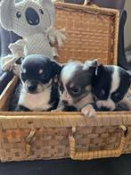 Schitterende chihuahua pups, Dieren en Toebehoren, Honden | Chihuahua's en Gezelschapshonden, Rabiës (hondsdolheid), 8 tot 15 weken