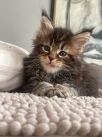 Maine Coon, Dieren en Toebehoren, Ophalen