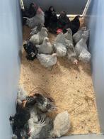 Cochin kriel jonge hennen te koop, verschillende kleuren!, Dieren en Toebehoren, Pluimvee, Vrouwelijk, Kip