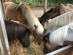 Stalhulp, hulp verzorging paarden, Diensten en Vakmensen, Dieren | Paarden | Verzorging, Oppas en Les, Stalling of Weidegang