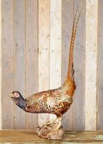 Sierlijke opgezette fazant uit Frankrijk - taxidermie, Ophalen, Gebruikt, Vogel, Opgezet dier
