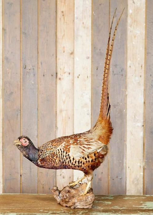 Sierlijke opgezette fazant uit Frankrijk - taxidermie, Verzamelen, Dierenverzamelingen, Gebruikt, Opgezet dier, Vogel, Ophalen