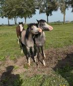 Twee jaarling hengsten, Dieren en Toebehoren, Pony's, Gechipt, Niet van toepassing, 0 tot 2 jaar, Hengst