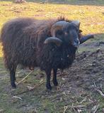 Opzoek naar oppas voor onze rammen, Meerdere dieren
