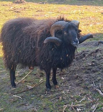 Opzoek naar oppas voor onze rammen beschikbaar voor biedingen