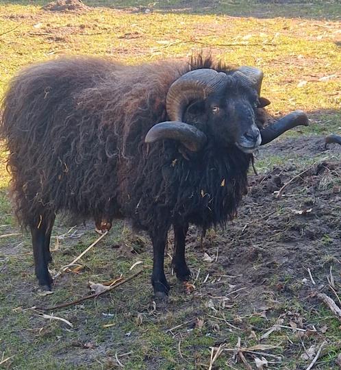 Opzoek naar oppas voor onze rammen, Dieren en Toebehoren, Schapen, Geiten en Varkens, Meerdere dieren