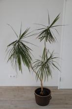 Drakenbloedboom (Dracaena marginata 'Magenta') ca. 0,9 x 1,6, Ophalen, In pot, Halfschaduw, 150 tot 200 cm