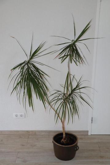 Drakenbloedboom (Dracaena marginata 'Magenta') ca. 0,9 x 1,6 beschikbaar voor biedingen
