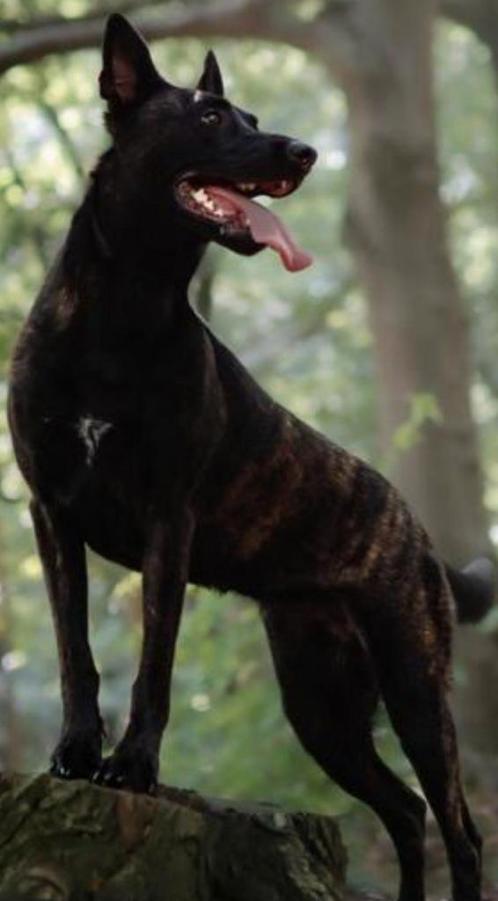 Hollandse herder teef, Dieren en Toebehoren, Honden | Herdershonden en Veedrijvers, Teef, Herder, Particulier, Eén hond, Nederland