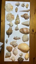 Schelpen en mineralen collectie, Verzamelen, Ophalen, Overige typen