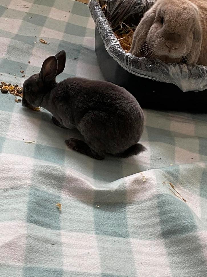 George & Evie – Bonded Bunny Pair Looking for a Loving Home, Dieren en Toebehoren, Konijnen, Dwerg, Mannelijk