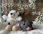 Sphynx kittens, Kater, Gechipt, 0 tot 2 jaar