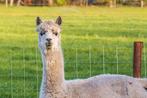 AO Flaminia- witte drachtige Alpaca merrie, Vrouwelijk