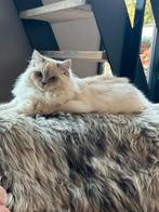 Te koop unieke ragdollpoes lilac mink tabby, Dieren en Toebehoren, Poes, Gechipt, 0 tot 2 jaar