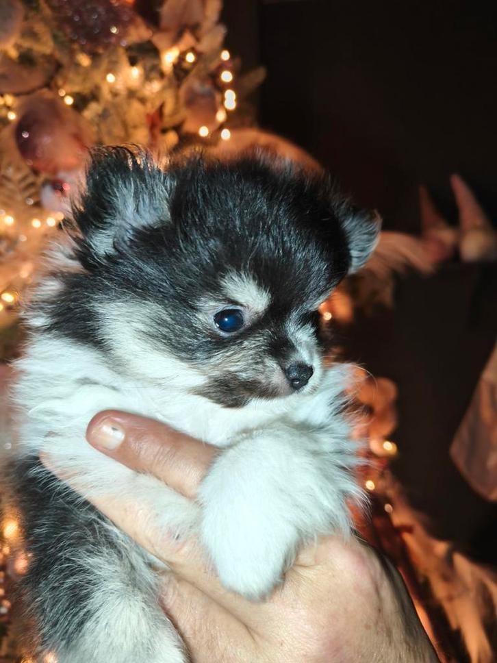 Pomeriaan x chihuahua OPTIE TOT ZATERDAG, Dieren en Toebehoren, Honden | Chihuahua's en Gezelschapshonden, Meerdere dieren, Overige rassen