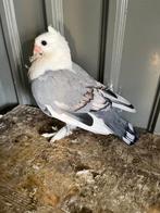 sierduif, Dieren en Toebehoren, Geslacht onbekend, Overige soorten