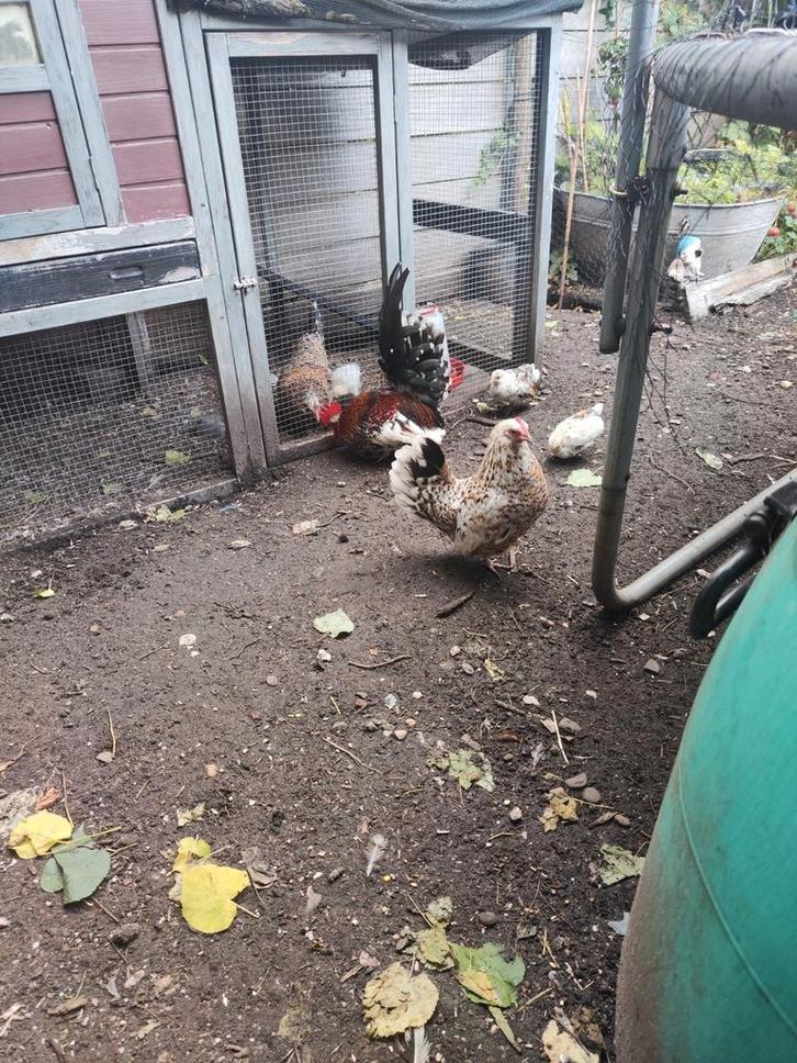 Krielhaan voor ruil, Dieren en Toebehoren, Pluimvee, Kip, Mannelijk